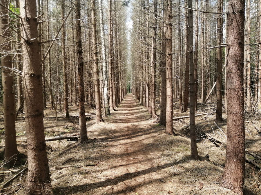 Naaldbos in het Weerterbos