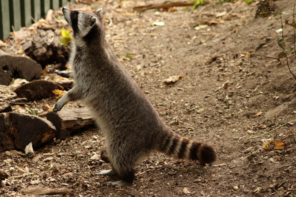 Wasberen in Kasteelpark Born in samen werking met Stichting AAP