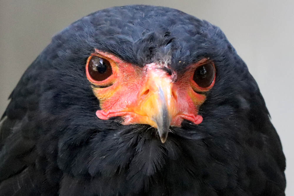 Bataleur, een van de roofvogels in de kleinschalige dierentuin Kasteelpark Born