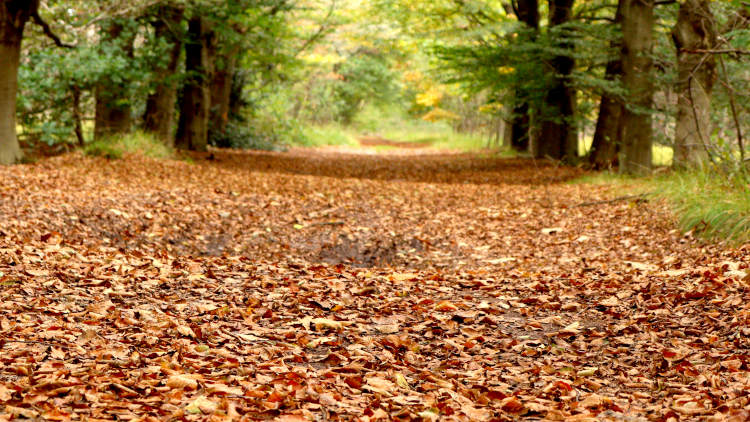 Herfst in de Helvoirtse heide