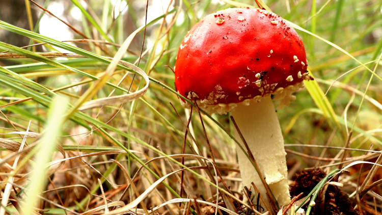 paddestoelen tijdens de trage tocht Giersbergen