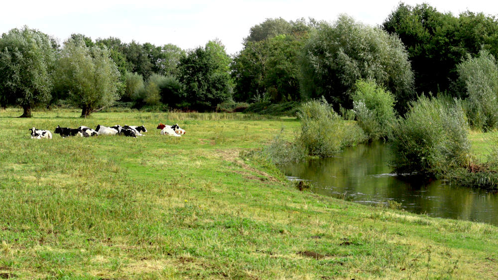 wandeltoure Heeze  langs de Aa  met een kudde rustende schapen