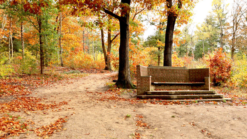 Notarisbank tussen de herfstbomen