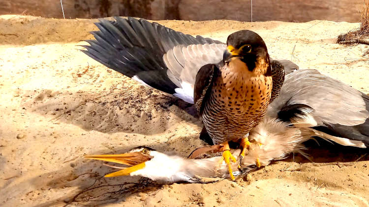 Havik vangt een reiger