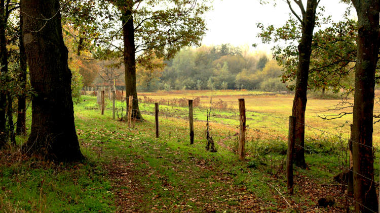 Doorkijkje naar de Weerenbroekpoel