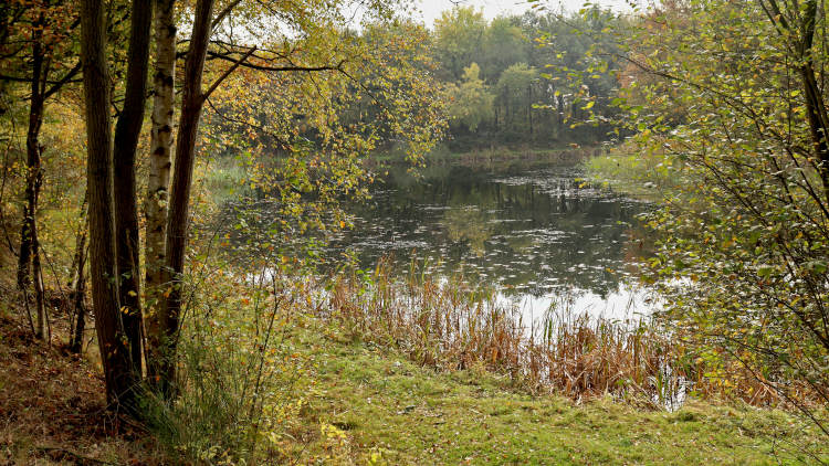 De visvijver in het Heijkersbroek