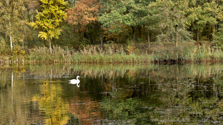 Zwaan in de visvijver van Heijkersbroek