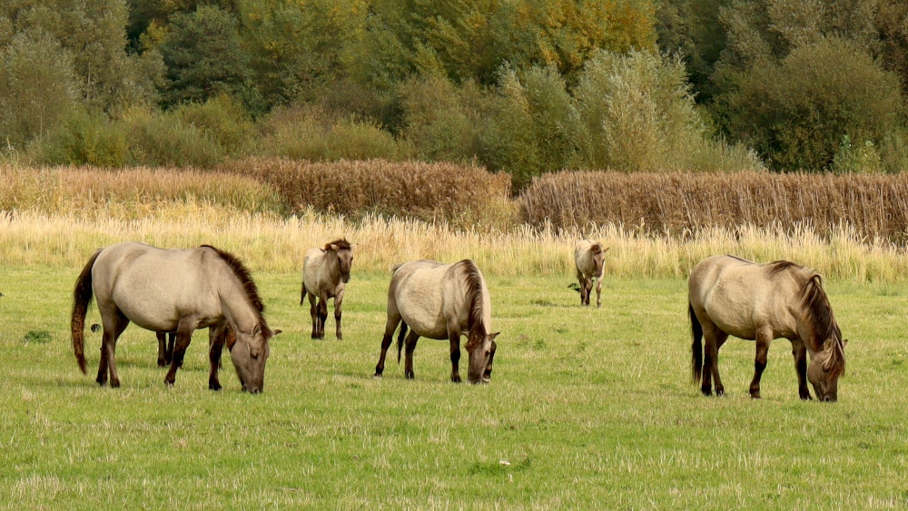 Konikpaarden in de Koningssteen tijdens de Trage Tocht Thorn