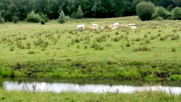 De geleenbeek met koeien