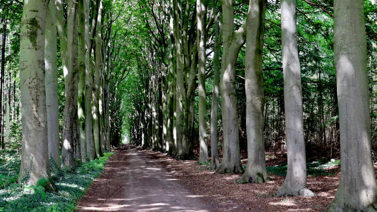 statige rijen bomen in de Sallandse landerijen