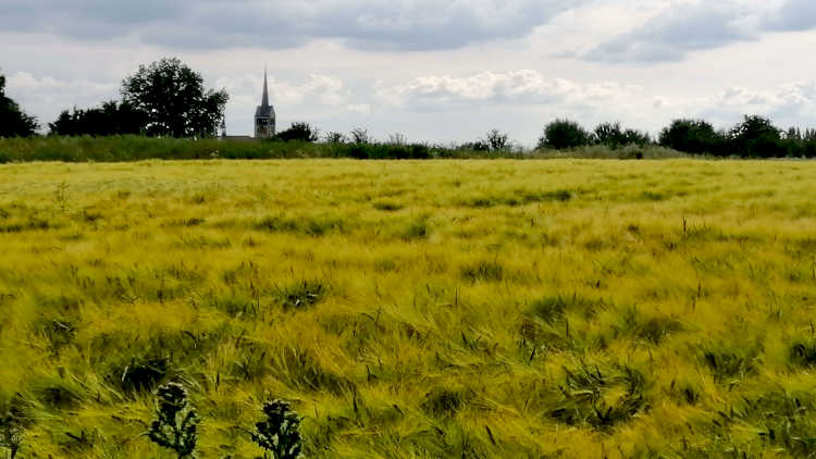 Wandelen langs een korenveld met de kerk van Schimmert op de achtergrond