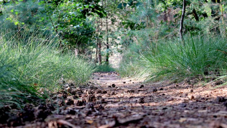 Brabants bos bij de Trage Tocht de Mortel 