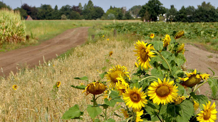 Zonnebloemen langs de weilanden tussen Gemert en De Mortel