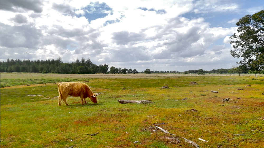 Trage Tochten in Brabant/ de heidevelden bij Heeze