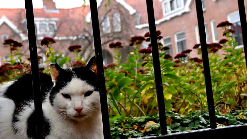 Tuindorpen Rotterdam Zuid wandelroute