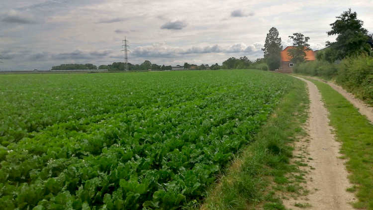 Tussen de Geleenbeek en de Geul wandel je lange tijd langs akkervelden