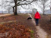 Wandelen met honden in De Meinweg