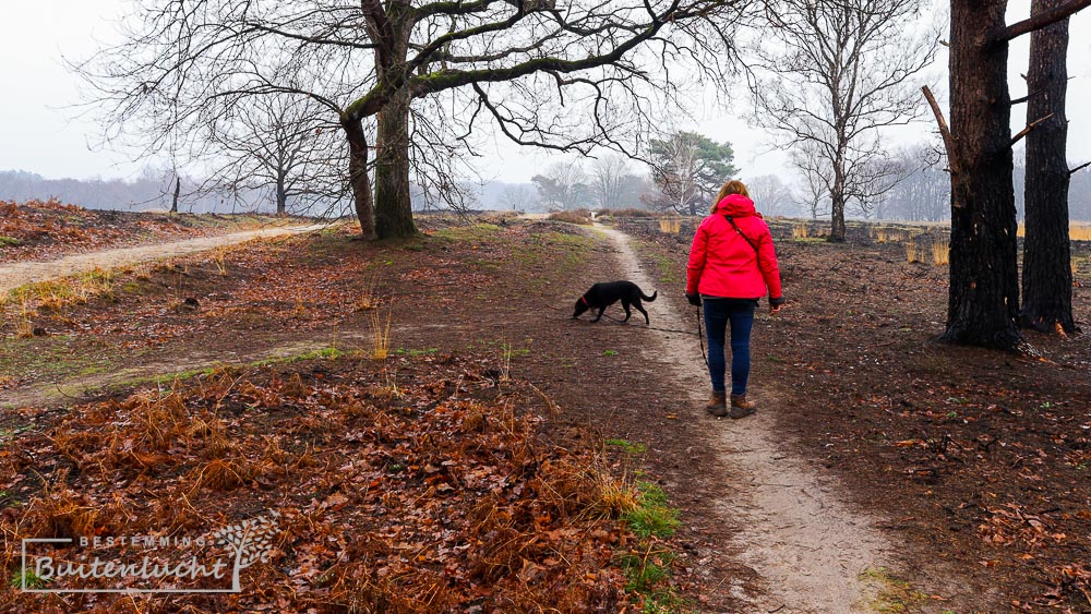 Wandelen met honden in De Meinweg