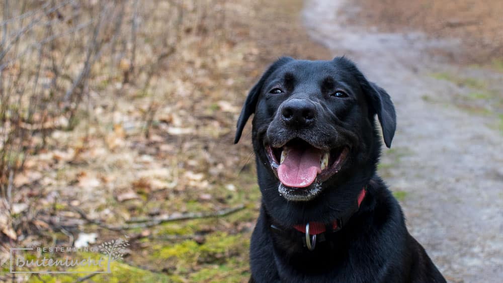 wandelen met de hond