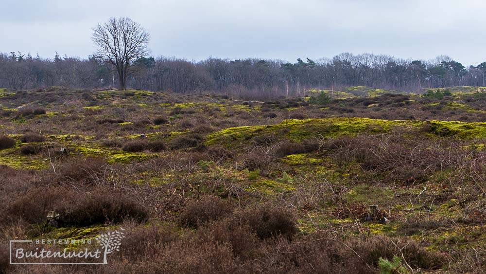 de Schaakse heide aan de rand van de Peel