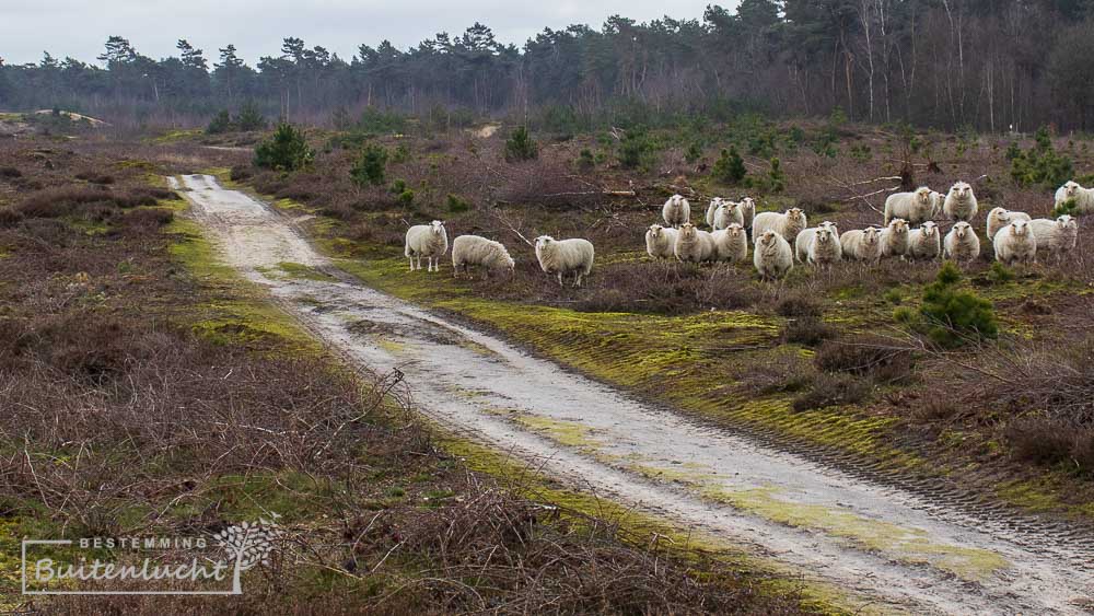 schapen bij America in Noord-Limburg