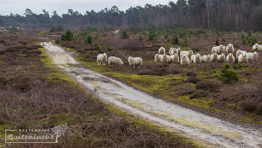 schaapskudde op de Peel