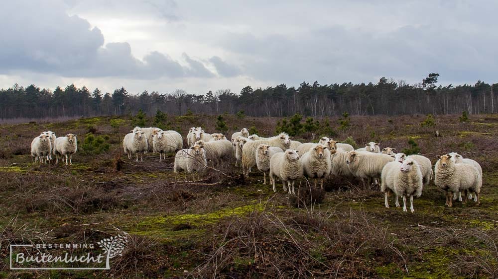 Schadijkse bossen en heide tijdens wandelvakantie in eigen land