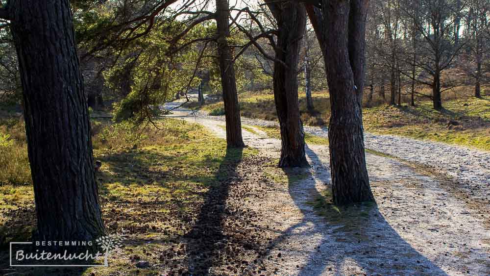 Idyllisch paadje met bomen op de Brunsummerheide