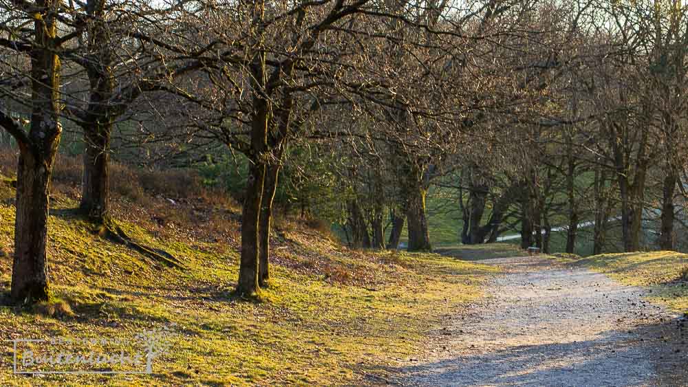 Bomen langs het pad tijdens de trage tocht Brunsummerheide 