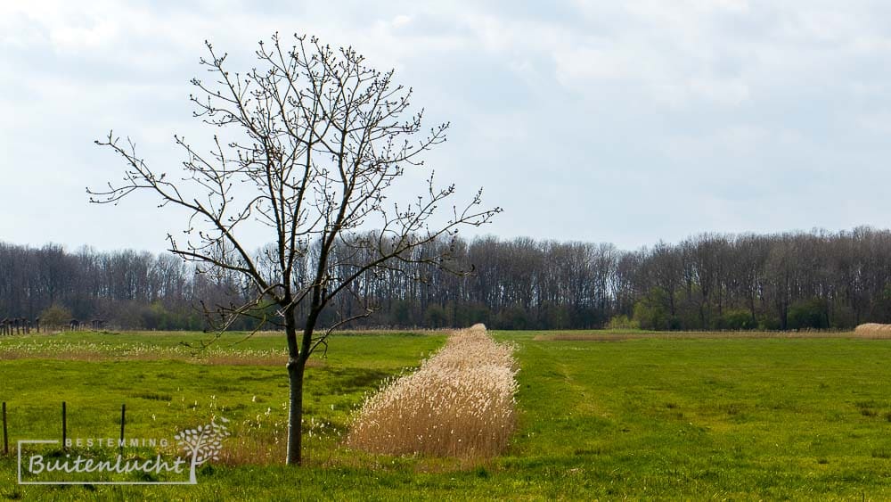 riet in de sloten bij Delfzijl