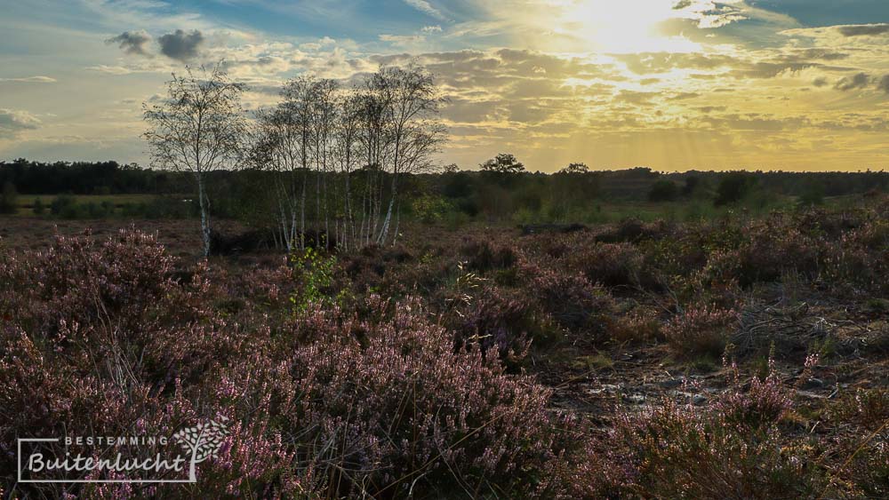 fotograferen in de Maasduinen