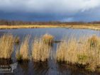 alde feanen water en riet