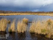 alde feanen water en riet