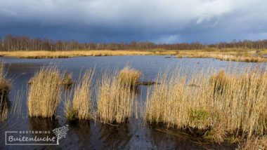 alde feanen water en riet