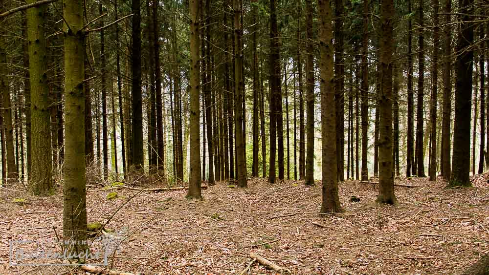 glooiende bossen in Zuid-Limburg,  te zien vanaf het rolstoelpad