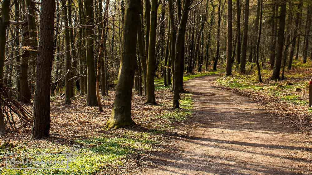 Het rolstoelpad Vijlenerbos in Zuid-Limburg