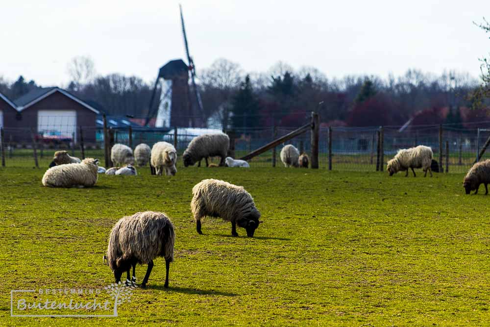 schapen voor de Annamolen Keent in Weert