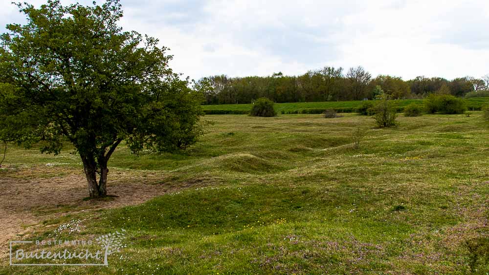 Hobbelweide in de Oeffelter Meent Maasheggen