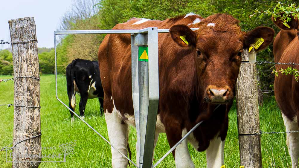 Koe in draaihekje in de Oeffelter Meent