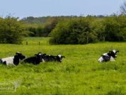 koeien in de Oeffelter Meent