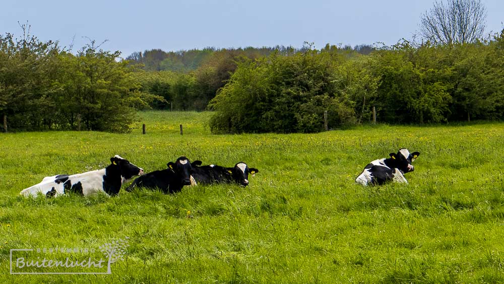 koeien in de Oeffelter Meent