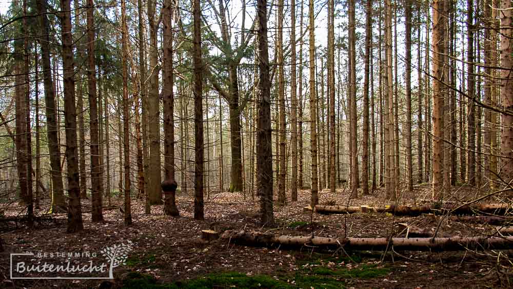 Compagnonsbossen in Fochteloërveen