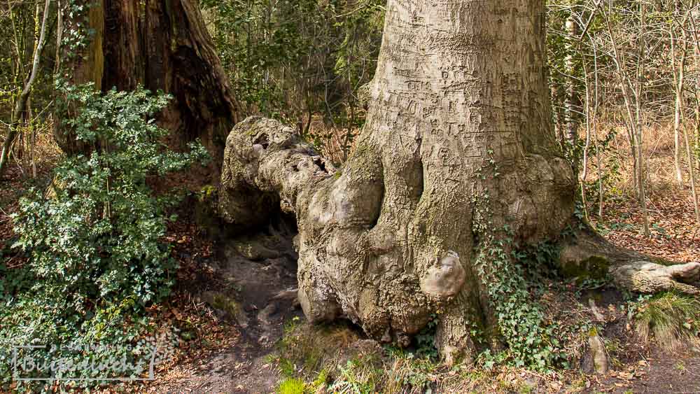 Bruidsparen bezoeken vaak de tweelingbeuk op landgoed Het Lankheet