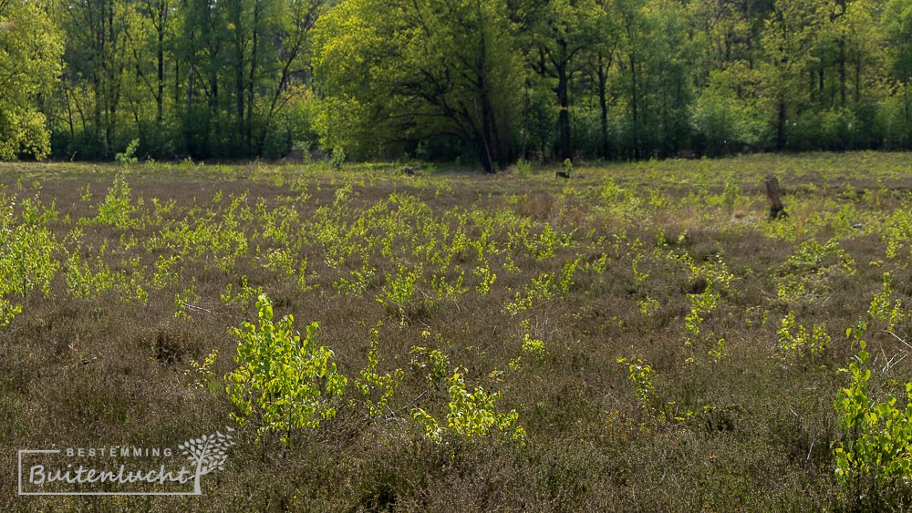 opschot op de heide 