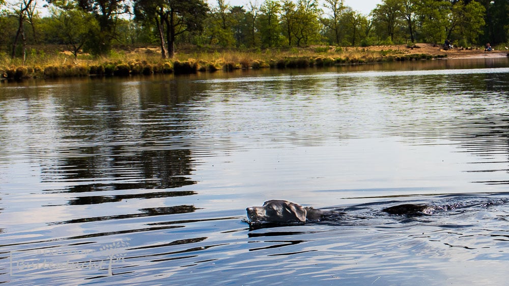 honden los en zwemvijver in Overasseltse en Haterste vennen 