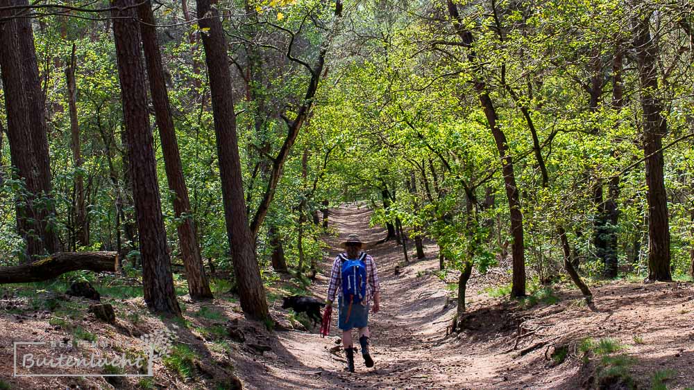 Wandelen over rivierduinen bij Nijmegen