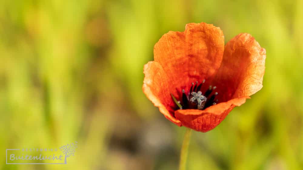 klaproos op het natuurakker bij de Overasseltse en Hatertse Vennen