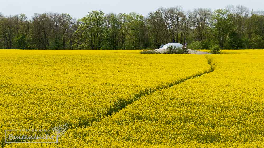 Kleine paadjes door het veld in Eben-Emael