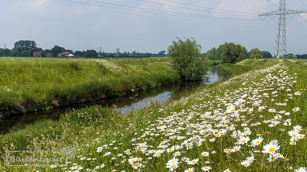 Bloemenpracht bij de Vloedgraaf tussen Susteren en Maaseik