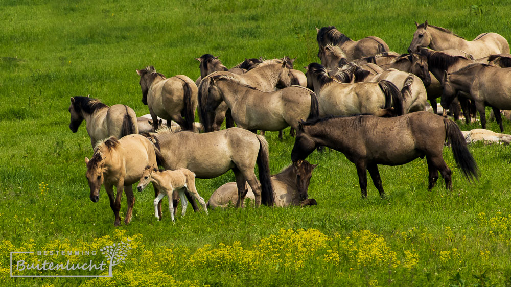 Konikpaarden in de Maasvallei bij Maaseik